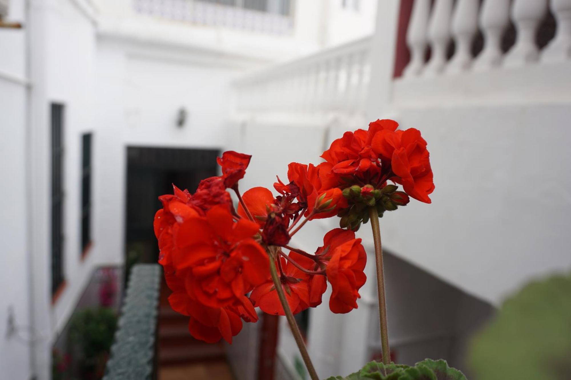 Rompeolas Playa Guest house *